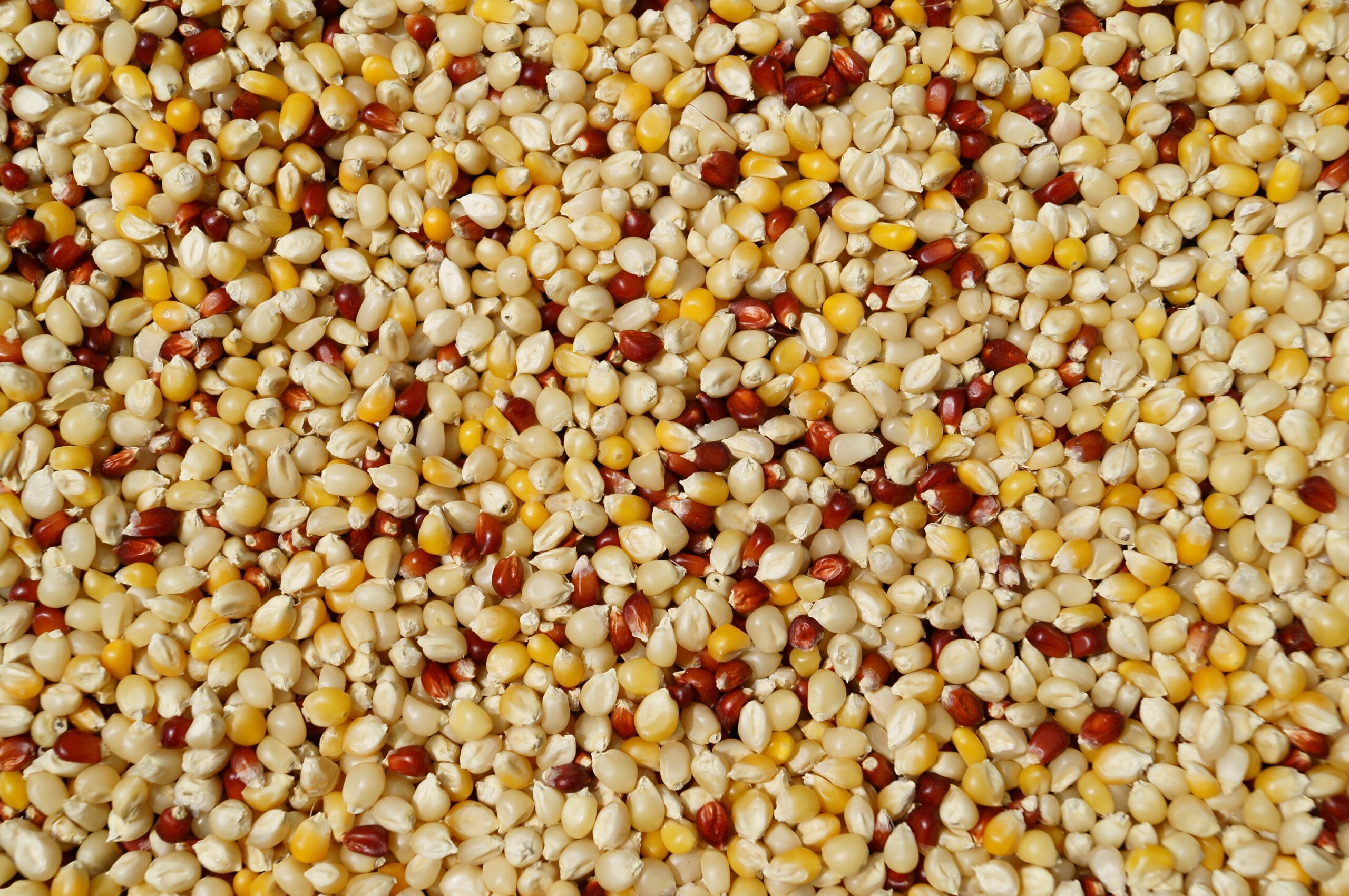 Photo of small grains and seeds