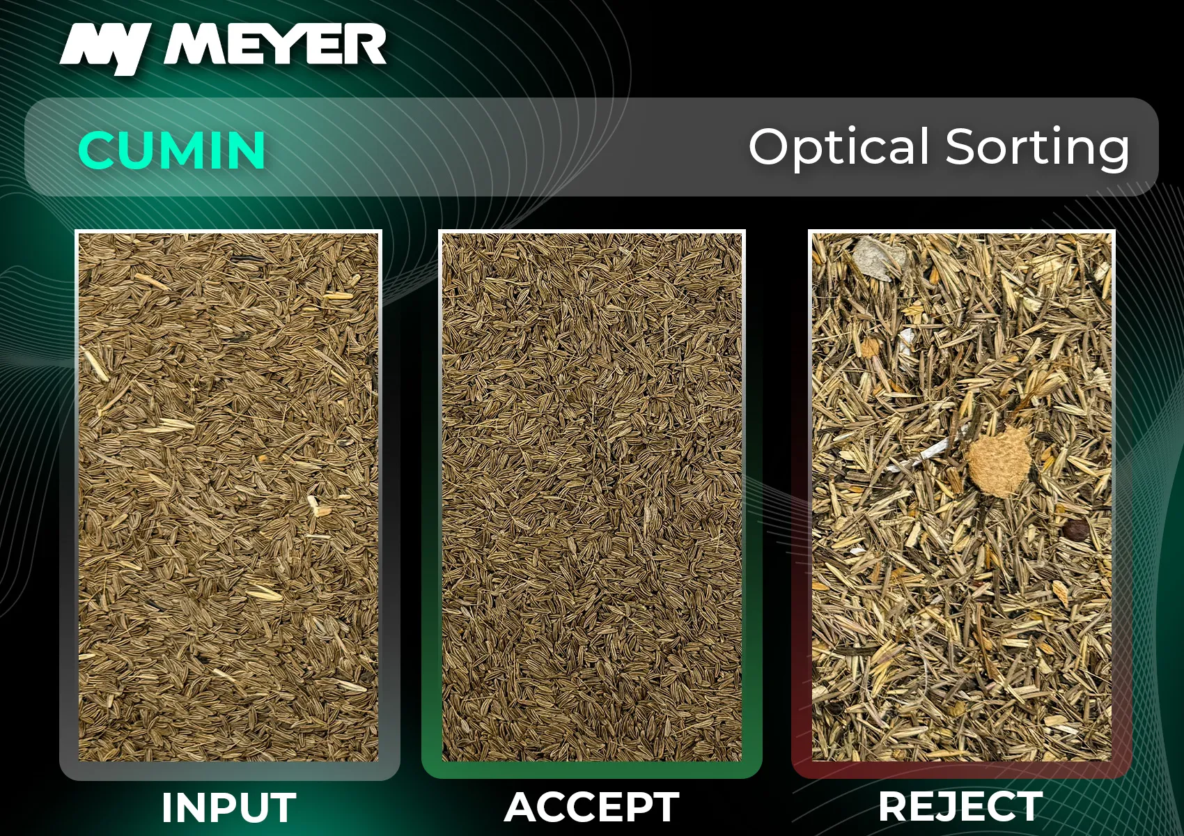 Optical sorting of cumin seeds, showing the separation of clean, uniform seeds from stems, husks and other unwanted plant material present in the input.