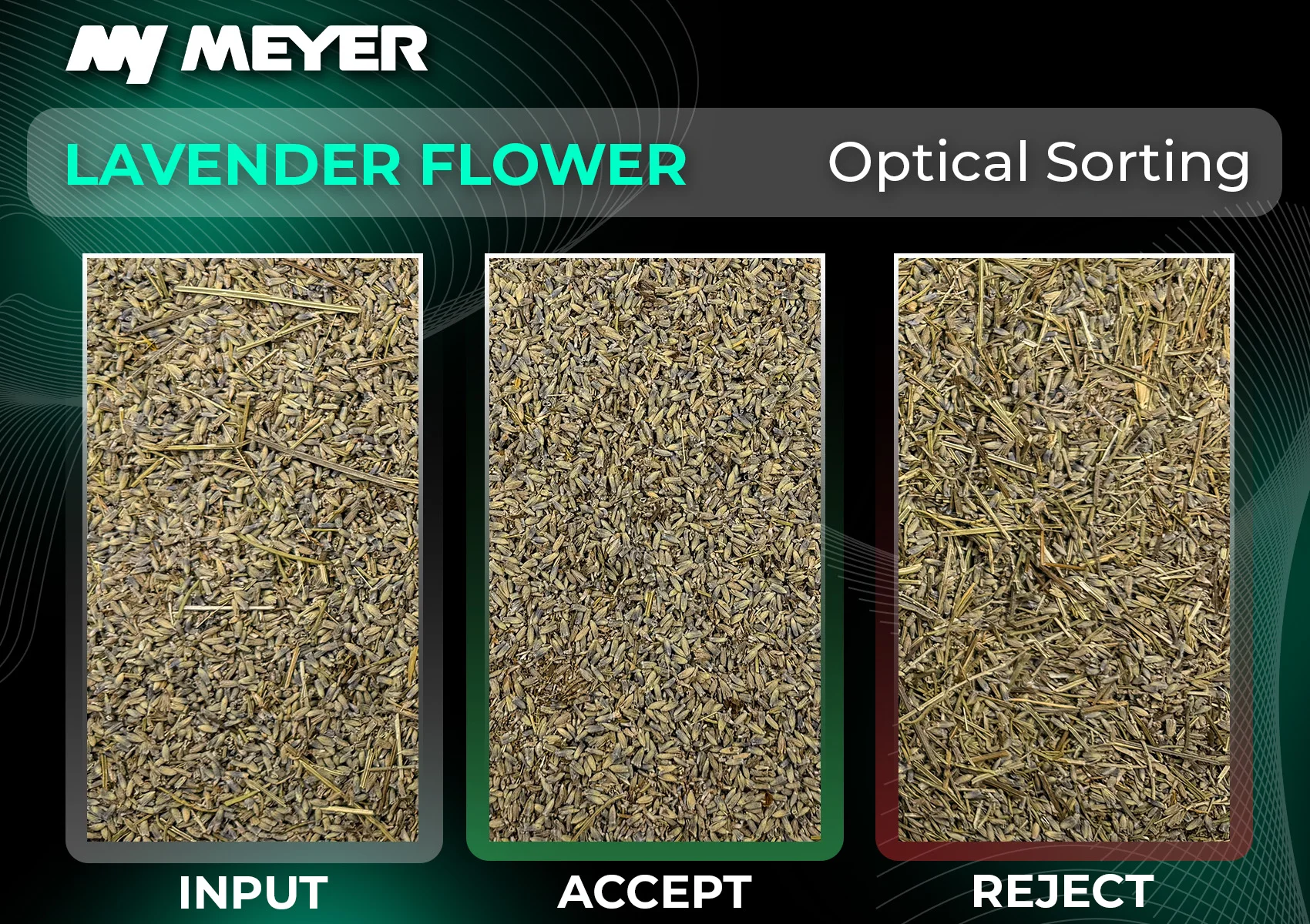 Optical sorting of lavender flowers, separating the clean flower buds from stems and other plant residues to achieve a more uniform final product.
