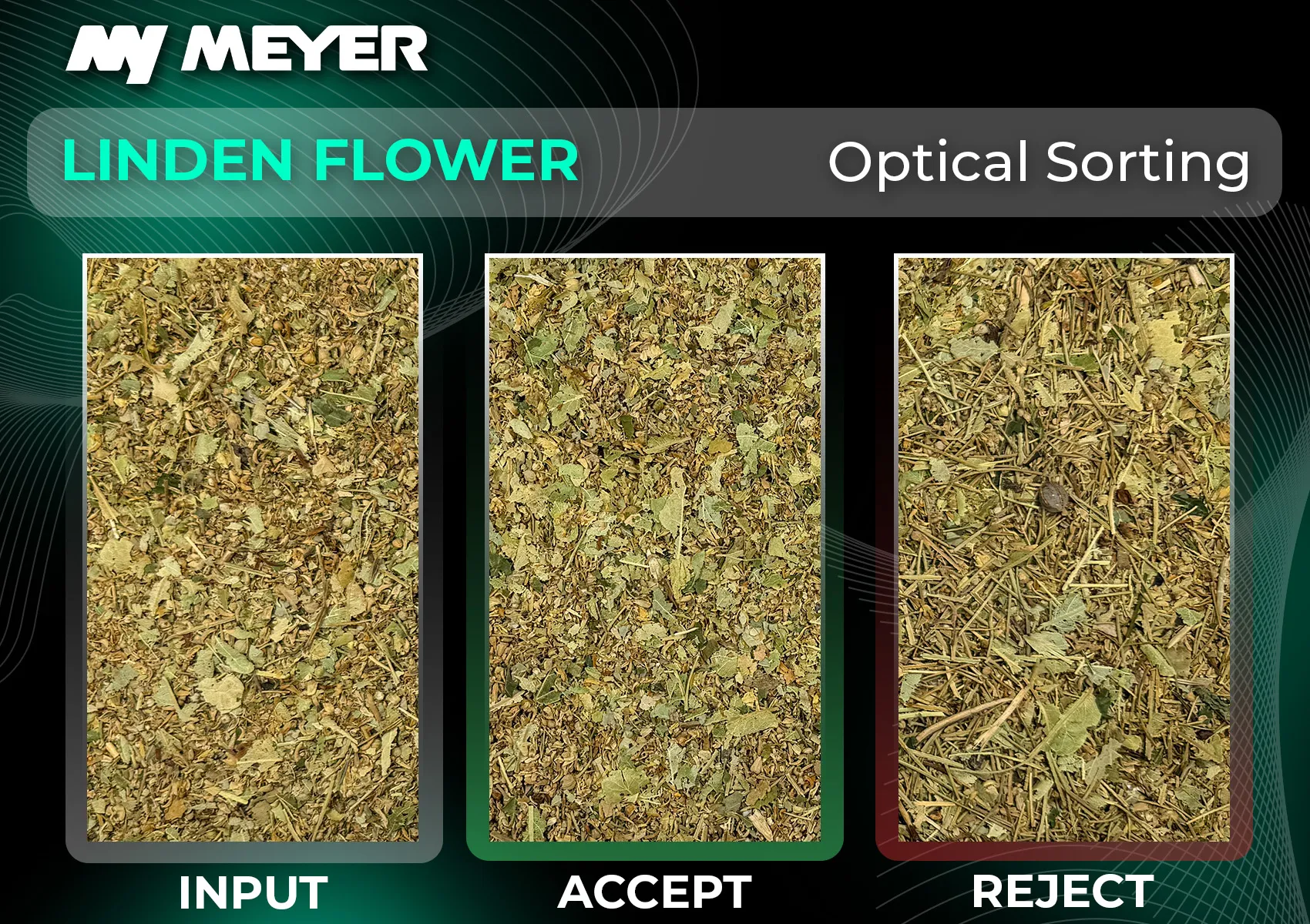 MEYER KR Series sorting of linden flower, separating the valuable flower and leaf fraction from stems and other unwanted plant material for a cleaner, more consistent final product.