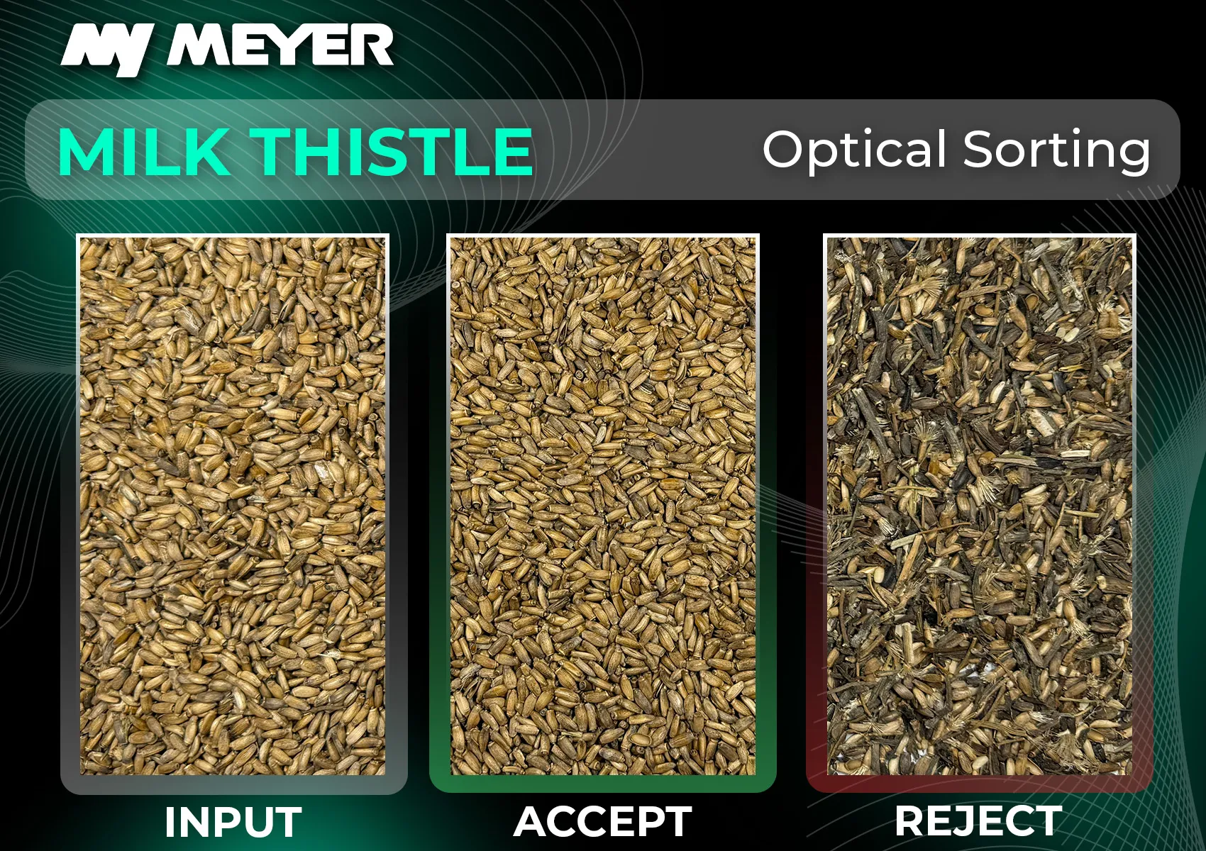 Optical sorting of milk thistle seeds on the MEYER M2 Series, showing the input material, the uniform accepted product, and the rejected fraction containing darker seeds, plant residues and other unwanted material.