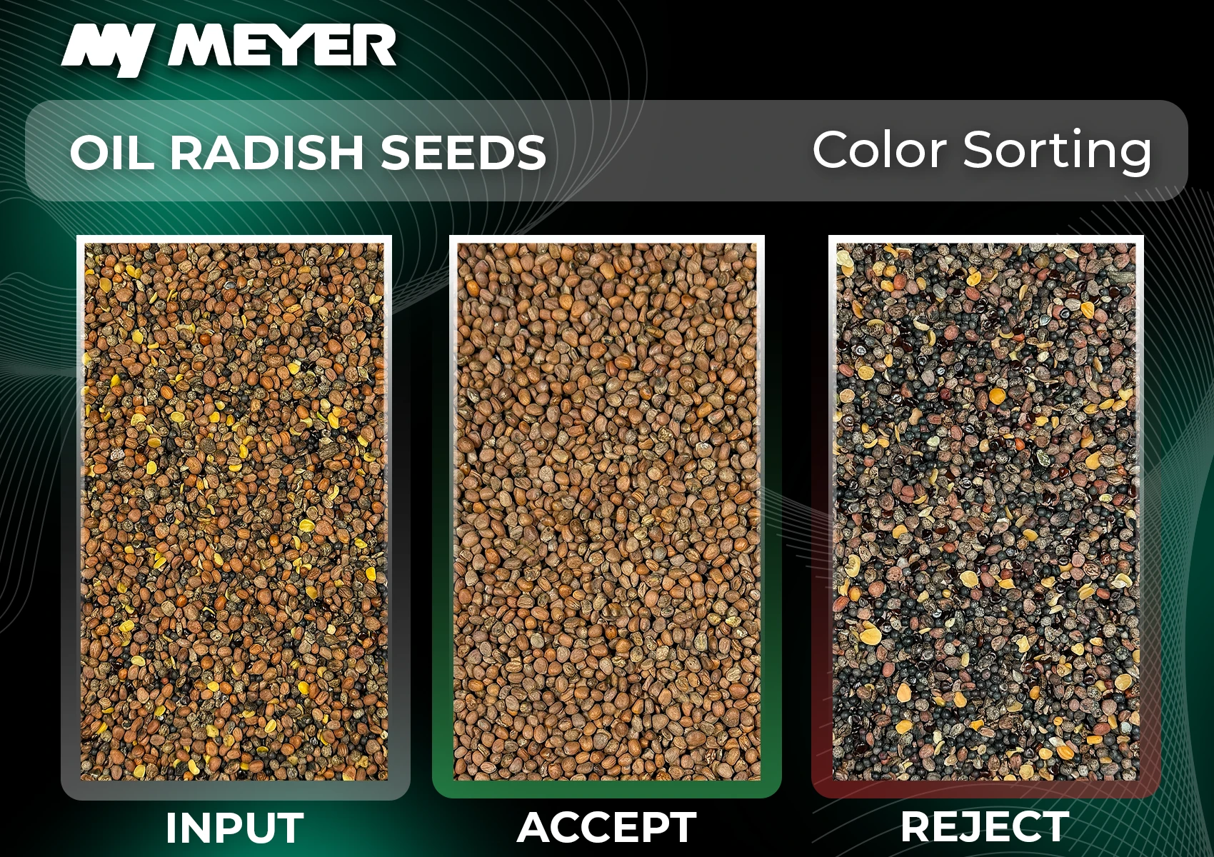 Color Sorting of oil Radish Bio seed on optical sorter MEYER CG