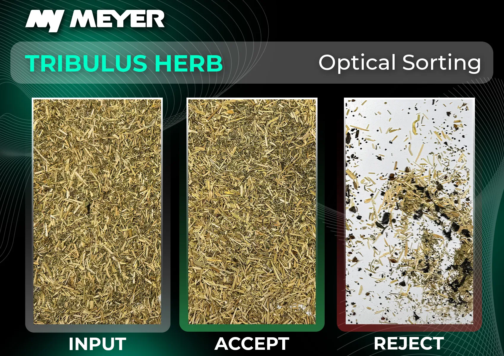 Optical sorting of Tribulus herb with the MEYER KR Series. The comparison shows the original input, the cleaned accepted material, and the rejected fraction with dark impurities and unwanted particles removed during sorting.