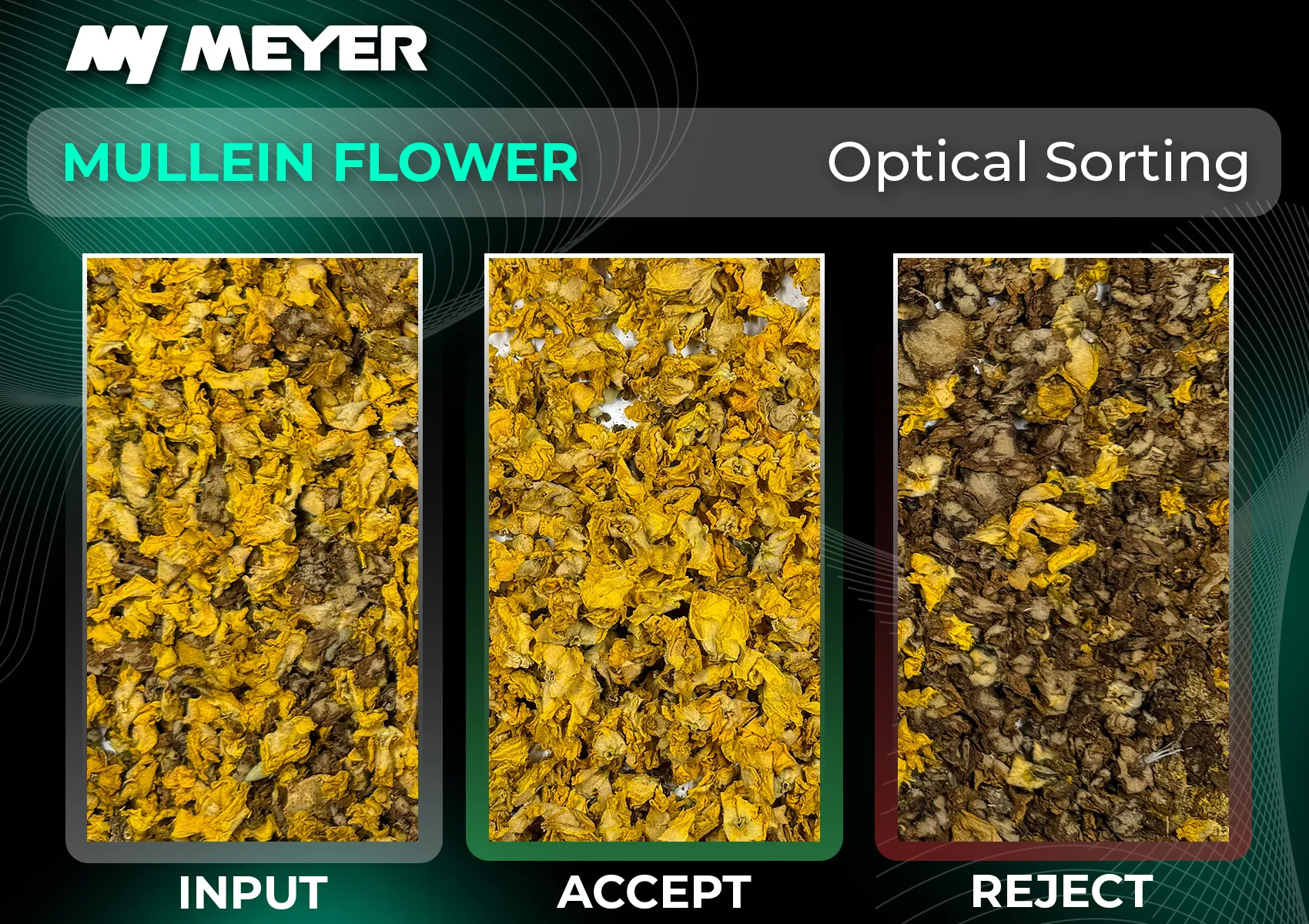 Mullein flower sorting on the MEYER KR Series, showing the clear separation between bright yellow flowers in the accepted fraction and darker, discoloured material in the reject fraction.