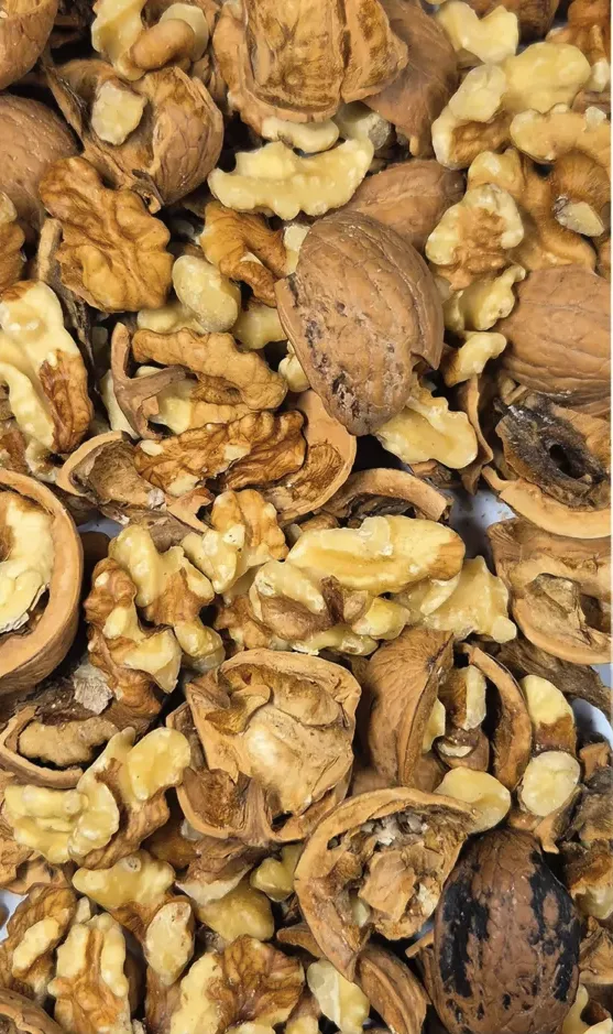 Walnuts Input before sorting Image